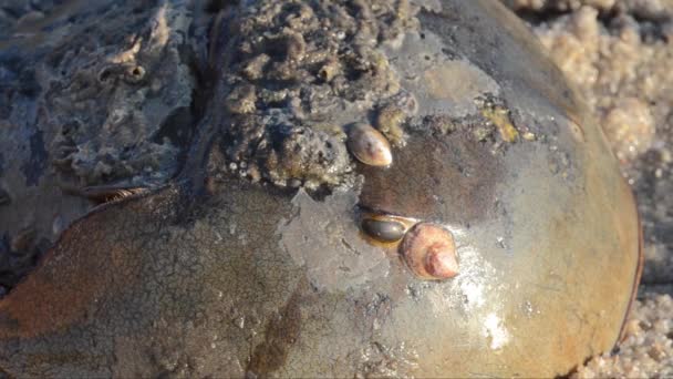 Hästsko Krabba Limulus Polyphemus Sand Strand Hav Broadkill Beach Delaware — Stockvideo