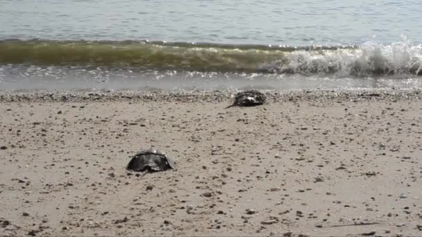 Horseshoe Crab Limulus Polyphemus Sand Beach Seaside Sea Broadkill Beach — Stock Video