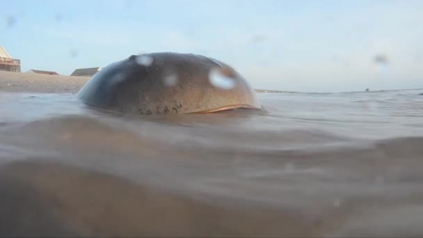 Hästsko Krabba Limulus Polyphemus Sand Strand Hav Broadkill Beach Delaware — Stockvideo