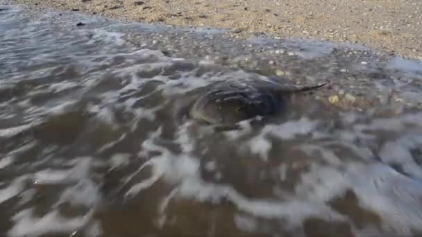 Hufeisenkrebs Limulus Polyphemus Sand Strand Strand Meer Broadkill Beach Delaware — Stockvideo