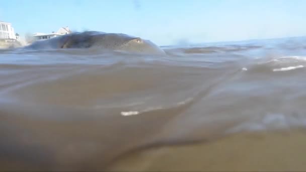 Hästsko Krabba Limulus Polyphemus Sand Strand Hav Broadkill Beach Delaware — Stockvideo