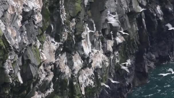 Kittiwake Kittiwake Czarnymi Nogami Rissa Tridactyla Ptak Kolonia Kolonialne Klif — Wideo stockowe