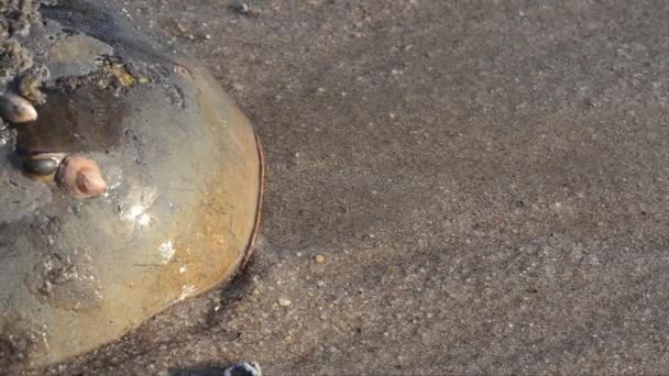 Cangrejo Herradura Limulus Polyphemus Arena Playa Mar Broadkill Beach Delaware — Vídeos de Stock