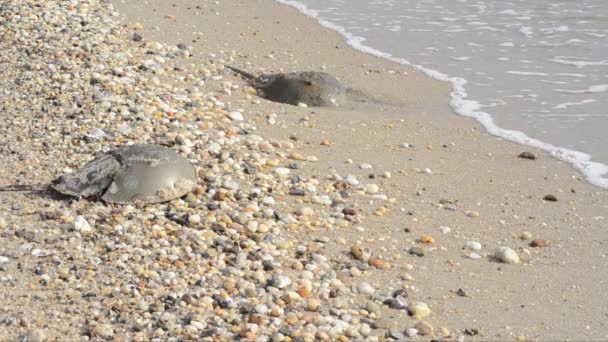 Hästsko Krabba Limulus Polyphemus Sand Hav Broadkill Beach Delaware Usa — Stockvideo