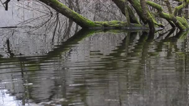 Lago Santagostino Con Albero Caduto Inverno Piemonte — Video Stock