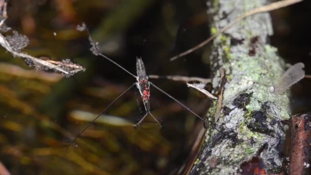 Gerris Paludum Zecche Insetti Acquatici Emitteri Fiume Ticino Italia — Video Stock