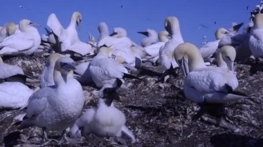 Sula, sümsük kuşu, sümsük kuşu, sümsük kuşu, sümsük kuşu, Bass Rock, Edimburgh, İskoçya, İngiltere, uçuş, manzara, pullus, kur yapma, korteggiamento.