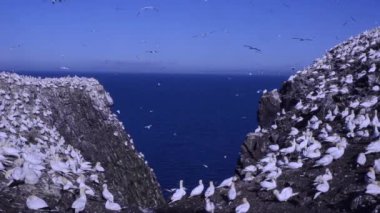 Sula, sümsük kuşu, sümsük kuşu, sümsük kuşu, sümsük kuşu, Bass Rock, Edimburgh, İskoçya, İngiltere, uçuş, manzara, pullus, kur yapma, korteggiamento.