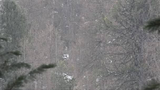 Sněžení Špatné Počasí Národní Park Gran Paradiso Cogne Valnontey Valle — Stock video