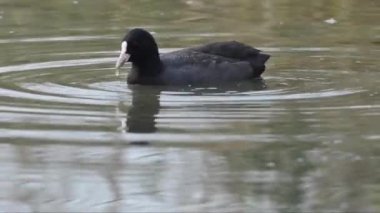 Gölde ördek ya da nehir suyu  