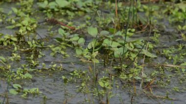 Göl kıyısında çimlerin üzerinde uçan yusufçuk.