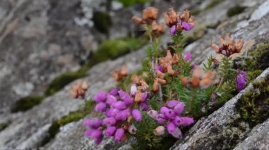 İnter fundalığı, kış çiçekleri, bahar fundalığı, kış fundalığı, kış çiçekleri fundalığı, bahar fundalığı, alp fundalığı, Erica carnea, Erica herbacea, Erica mediterranea, Skye, Skye Adası, İskoçya, Uk,