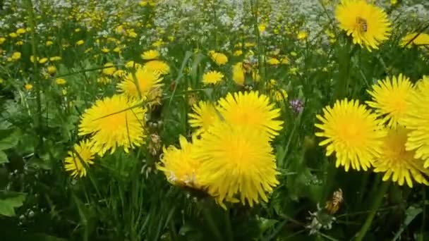 Hermoso Campo Flores Día Ventoso — Vídeos de Stock