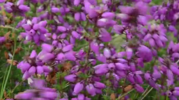 Vinter Hed Vinter Blommande Ljung Vår Hed Alpin Hed Erica — Stockvideo