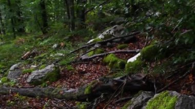 Orman, çalılık, Rakov kocjan Peyzaj Parkı, çevre, manzara, doğa, doğal, kaya, Slovenia, doğal park, 