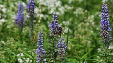 Böceklerin döllenmesi, tozlaşma, çayır, yaban arısı, böcek, çiçekler, Slovenya, yabanarıları