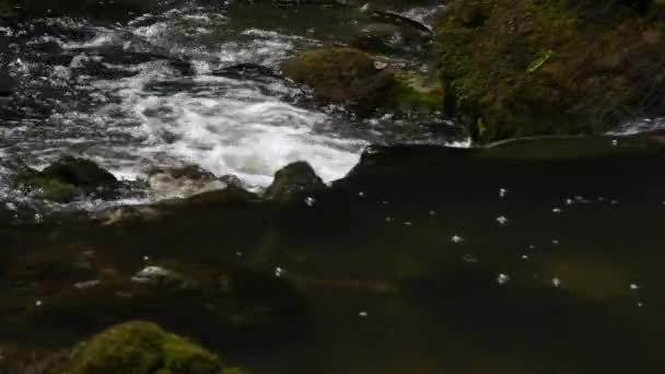 Creek Rakov Kocjan Landscape Park Περιβάλλον Γραφικό Φύση Φυσικό Βράχος — Αρχείο Βίντεο