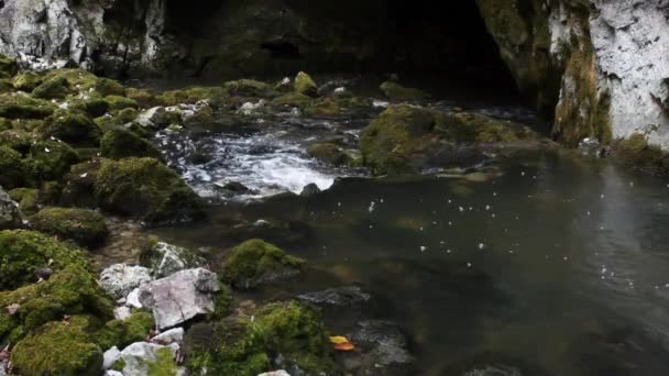 Refleksja Strumyk Rakov Kocjan Park Krajobrazowy Środowisko Malowniczy Natura Naturalne — Wideo stockowe
