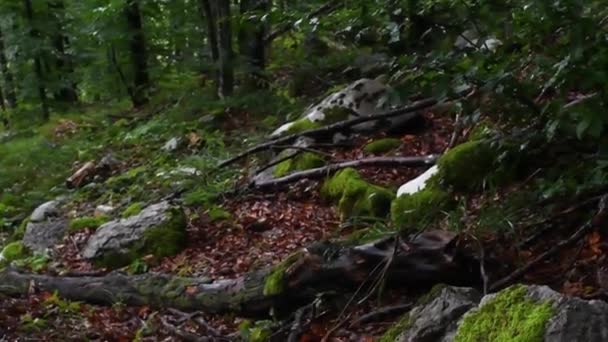 Las Zarośla Rakov Kocjan Park Krajobrazowy Środowisko Malownicze Natura Naturalne — Wideo stockowe