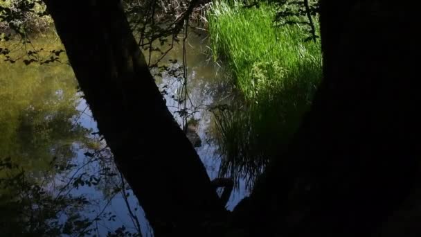 Potok Rakov Kocjan Park Krajobrazowy Środowisko Malownicze Natura Naturalne Skała — Wideo stockowe