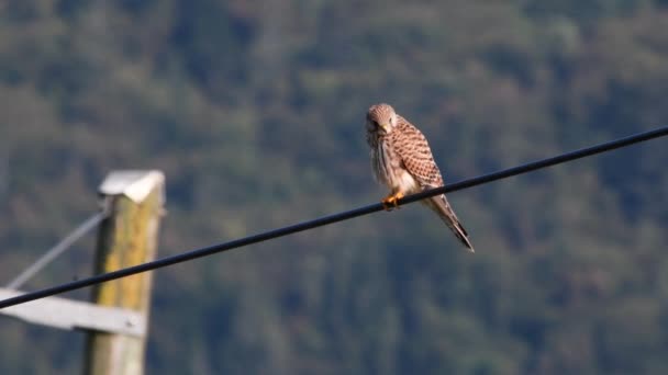 Kestrel Falcus Titinnaculus Bird Prey Slovenia Falcon Family Falconidae European — Stock Video