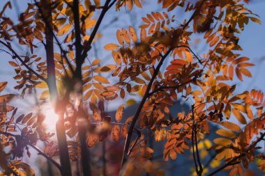 Güneşin parlaklığı sonbahar yaprakları arasında