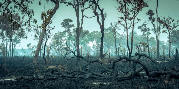 Burnt Amazon Tropical Rain Forest Richest Ecosystem Earth Destroyed Ashes — Stock Photo, Image