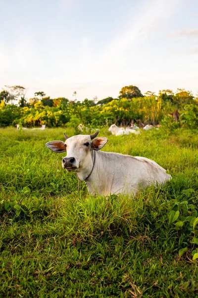 Rurrenabaque Tehenek Bolívia — Stock Fotó