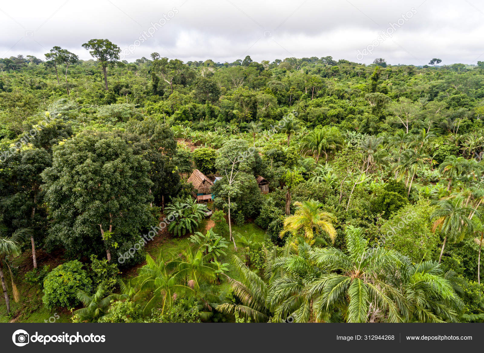 Amazonas Agroforstwirtschaft Parzelle / Land mit einer Vielzahl von  tropischen Pflanzen wie Bananen, Paranüsse, Copoazu, Papaya, Ananas, Yuca  und mehr – Stockfoto © alexandrelaprise #312944268, image size:1600x1167