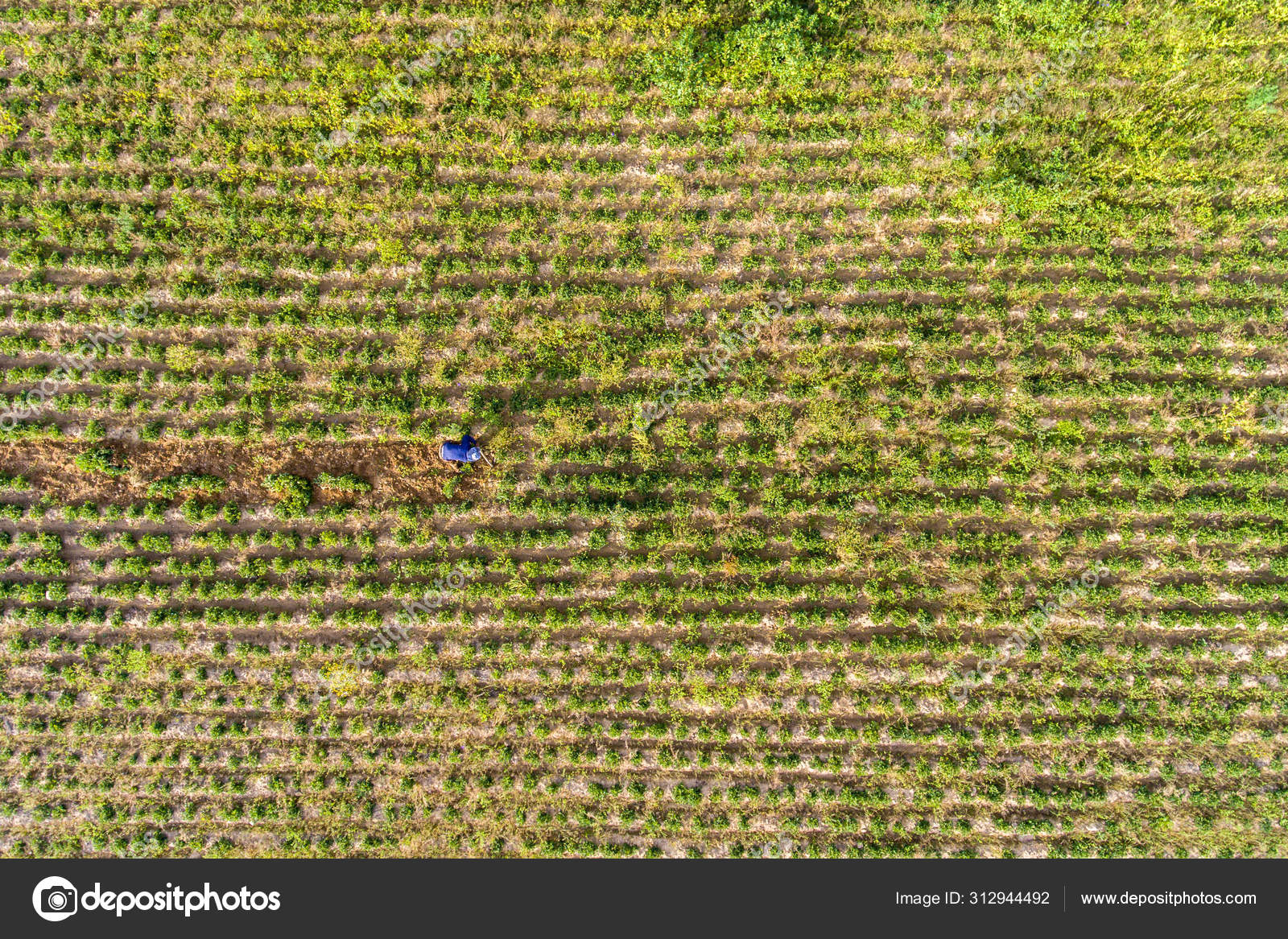 Farmer Harvesting Peanuts Plants in Large Green Peanut Crop Stock Photo by ©alexandrelaprise