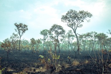 Burnt Down Amazon Tropikal Yağmur Ormanları, Dünya'nın En Zengin Ekosisteminin Külleri İnek Otlatma ve Soya Bitkileri için Yok