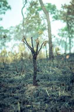 Burnt Down Amazon Tropikal Yağmur Ormanları, Dünya'nın En Zengin Ekosisteminin Külleri İnek Otlatma ve Soya Bitkileri için Yok