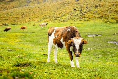 Arka planda Dağ olan İnekler Çimlerde.