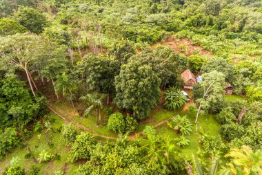 Amazon Agroestry Parcel / Land with a Variety of Tropical Crops a Bananas, Brazil Nuts, Copoazu, Papaya, Pineapple, Yuca and More