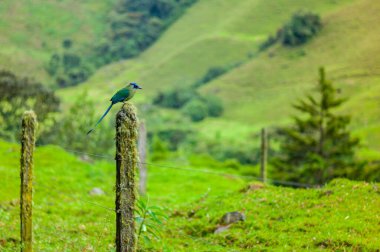 Motmot (Momotus aequatorialis), kuşun doğal yaşam alanı subtropikal montan ormanlarıdır.