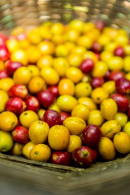 Hasır Sepet Coroico, Bolivya Sarı ve Kırmızı Organik Kahve Meyve Hasat