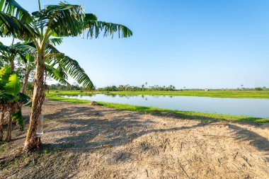 Yapacani, Bolivya 'da Tambaqui ve Pacu (Serrasalmus) balık göletleri