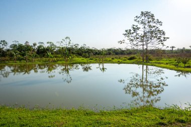 Yapacani, Bolivi 'de Tambaqui ve Pacu (Serrasalmus) Balık Çiftliği