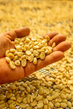 Coroico, Bolivya 'da Organik Kahve Fasulyesi Güneş Kurutma Süreci