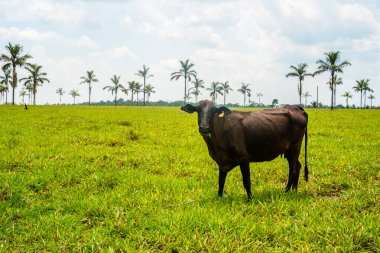 Arka planda palmiye ağaçları olan çimenlere inekler.