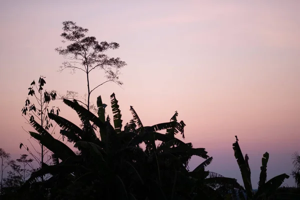 Blick auf Schatten von Pflanzen bei Sonnenuntergang in Riberalta, Bolivien — Stockfoto