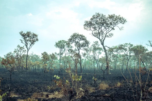 Forêt tropicale amazonienne incendiée, l'écosystème le plus riche de la terre détruit en cendres pour le pâturage des vaches et les cultures de soja — Photo
