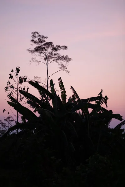 Blick auf Schatten von Pflanzen bei Sonnenuntergang in Riberalta, Bolivien — Stockfoto
