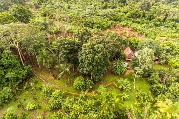 Parcela Agroforestal Amazónica / Tierra con una Variedad de Cultivos Tropicales a Bananas, Nueces de Brasil, Copoazu, Papaya, Piña, Yuca y Más —  Fotos de Stock