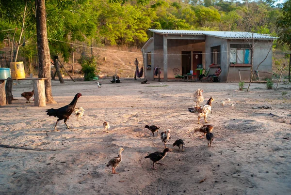 Csirkék a kis csirkéikkel a bolíviai Chaco-ház pajtájában. — Stock Fotó