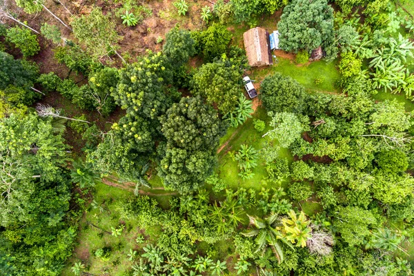 Amazon Agroforestry Paket / Mark med en mängd tropiska grödor a bananer, Brasilien Nötter, Copoazu, Papaya, ananas, Yuca och mer — Stockfoto