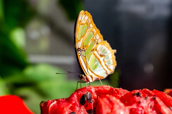 Pomerančový a zelený motýl (Siproeta Stelenes) stojící na melounové louce — Stock fotografie
