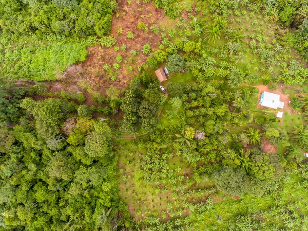 Amazon Agroforestry Paket / Mark med en mängd tropiska grödor a bananer, Brasilien Nötter, Copoazu, Papaya, ananas, Yuca och mer — Stockfoto