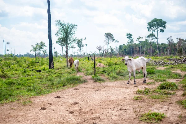 Troupeau de vaches marchant à travers la campagne à Riberalta - Bolivie — Photo