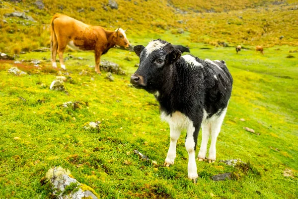 Болівія, Кордильєра. Корови на траві. — стокове фото